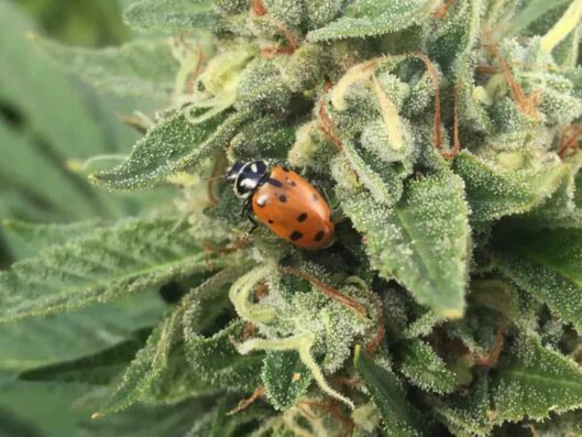 Ladybeetle on cannabis flower
