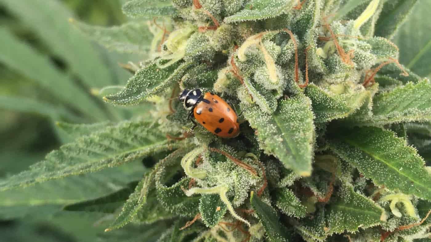 Ladybeetle on cannabis flower